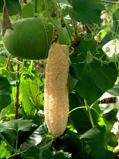 Egyptian cucumber